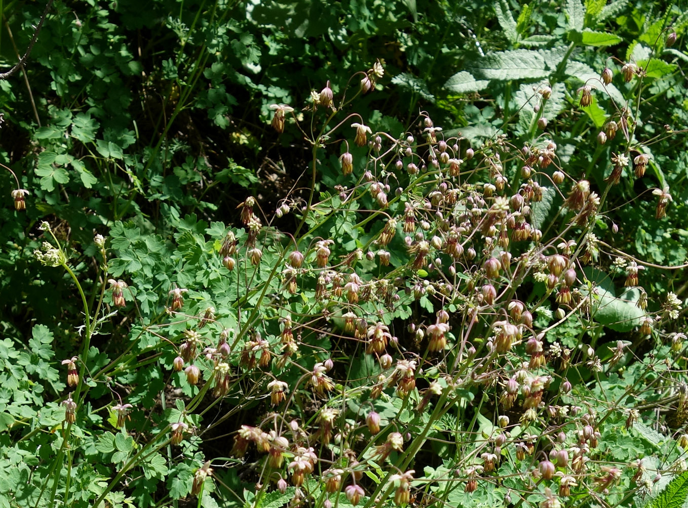 Image of Thalictrum minus specimen.