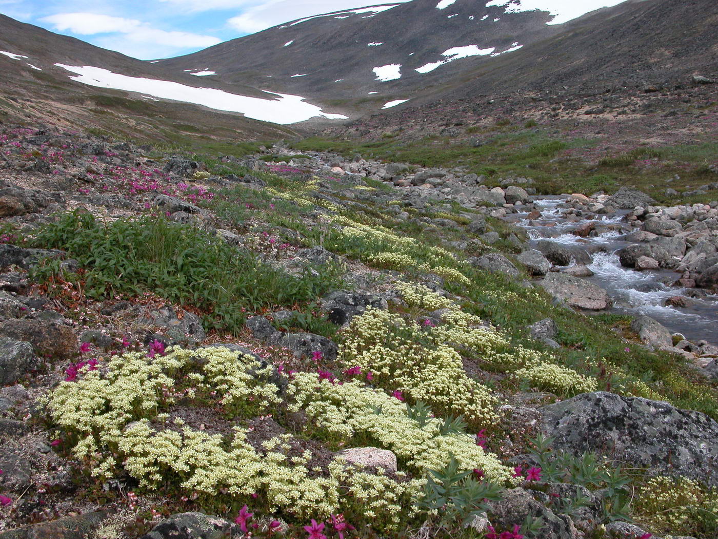 Изображение особи Saxifraga funstonii.