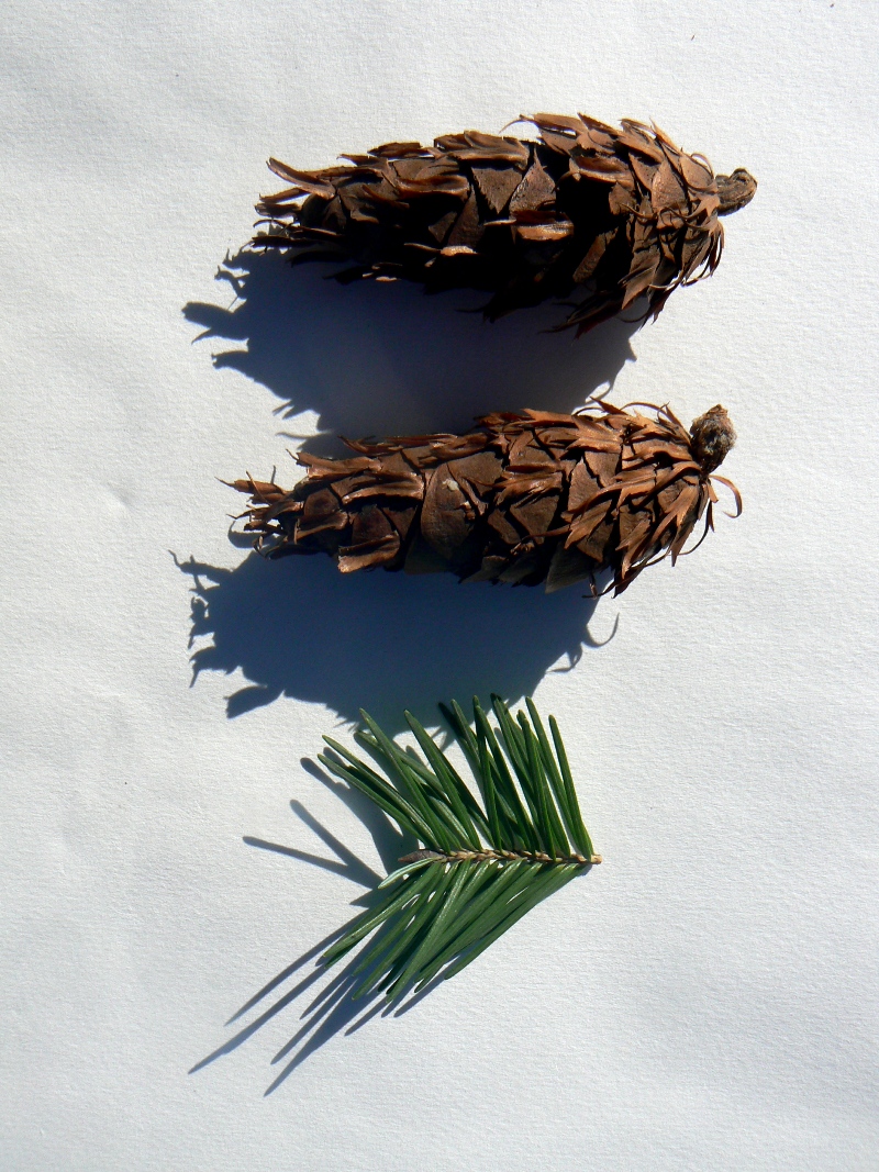 Image of Pseudotsuga menziesii specimen.