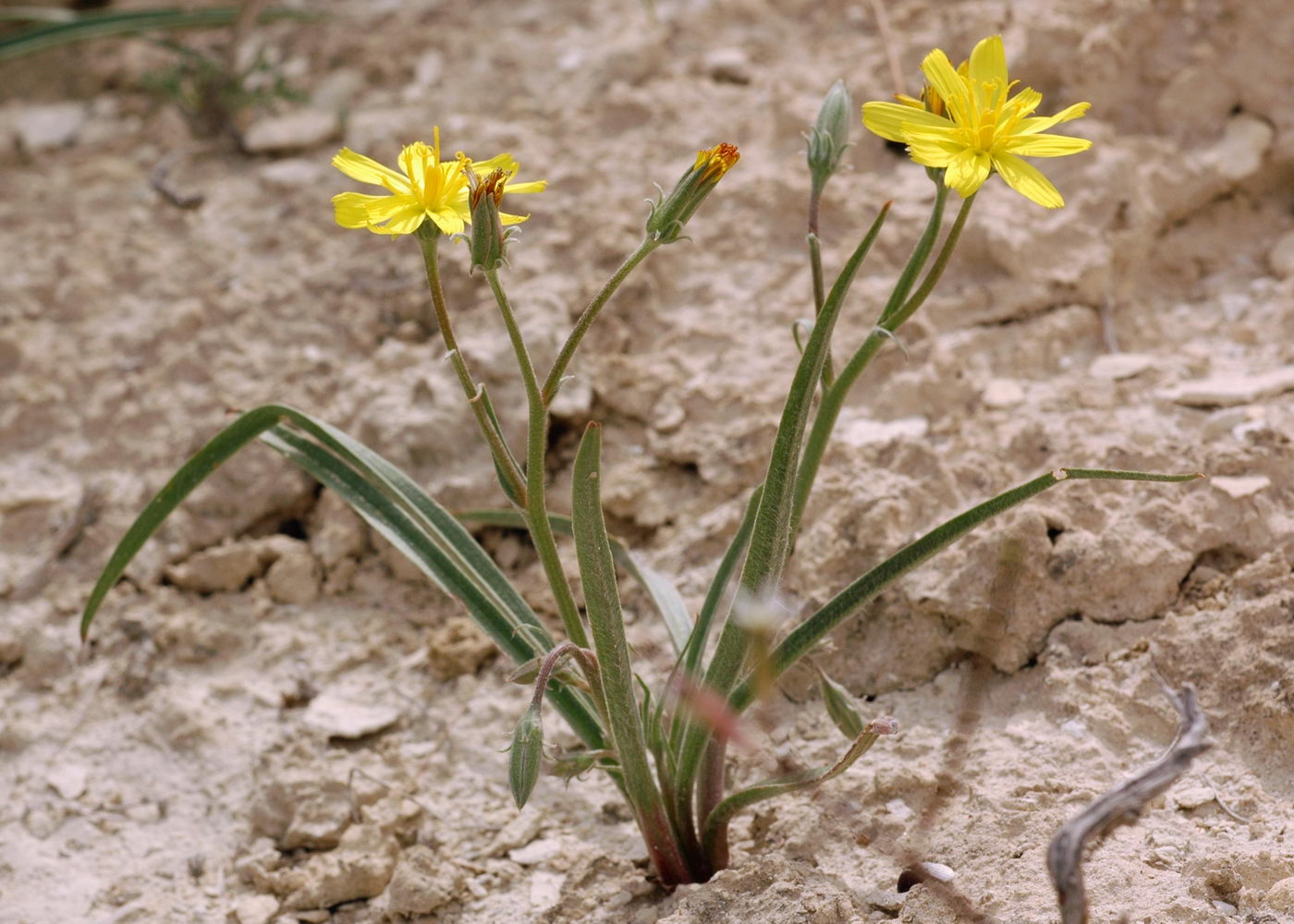 Image of Scorzonera sericeolanata specimen.