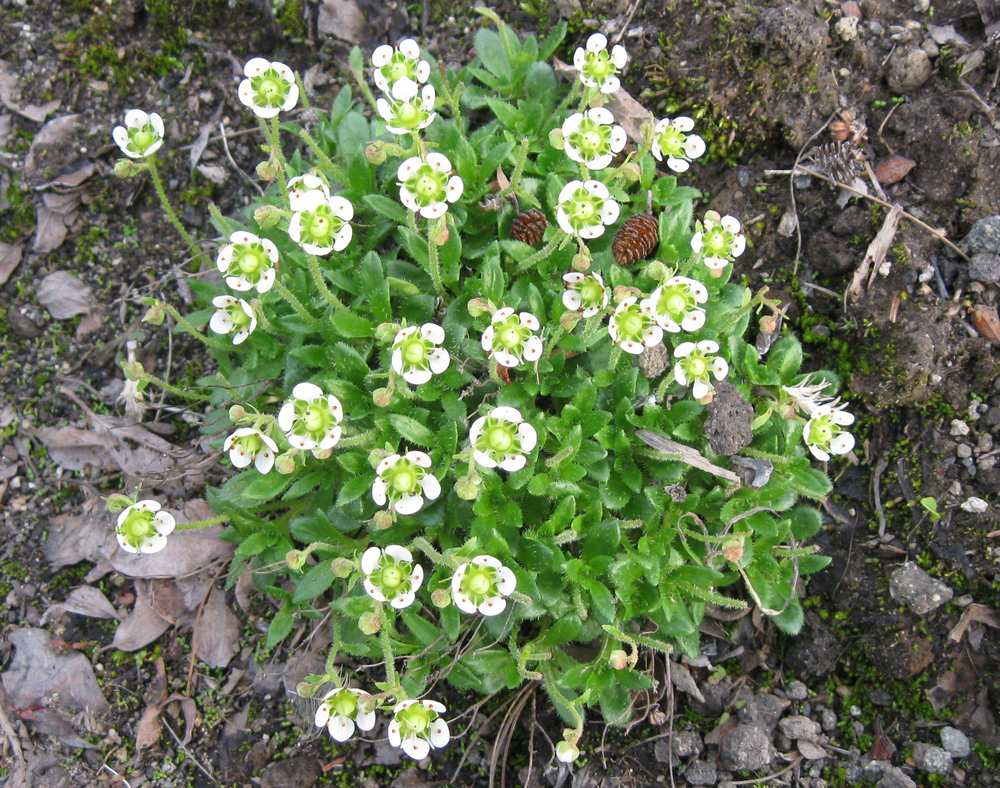 Изображение особи Micranthes merkii.