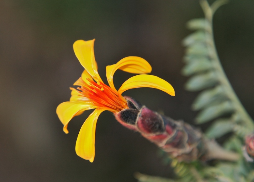 Image of Mutisia acuminata specimen.