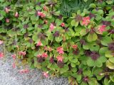 Oxalis tetraphylla