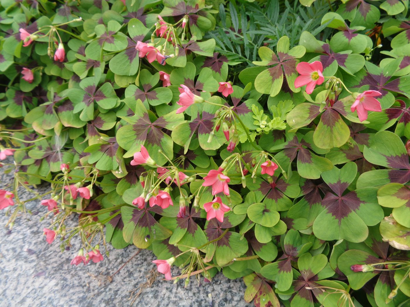 Изображение особи Oxalis tetraphylla.