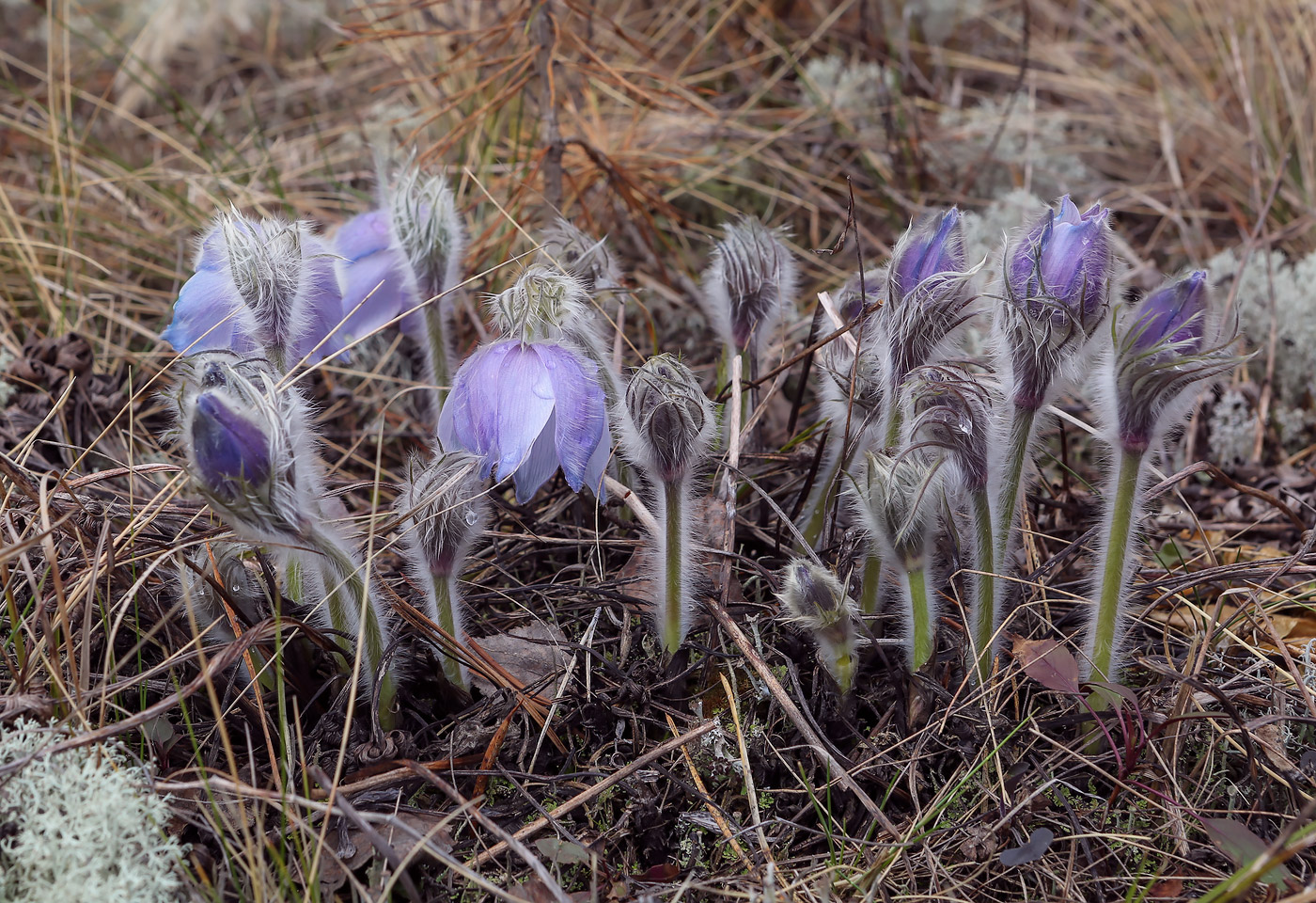 Изображение особи Pulsatilla patens.