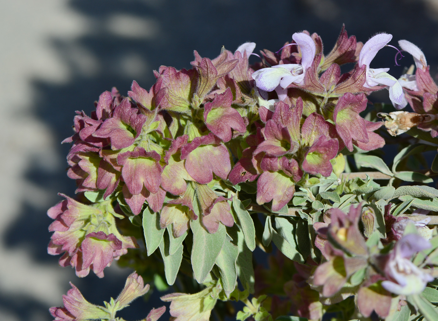 Изображение особи Salvia dolomitica.