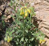 Onosma caucasica