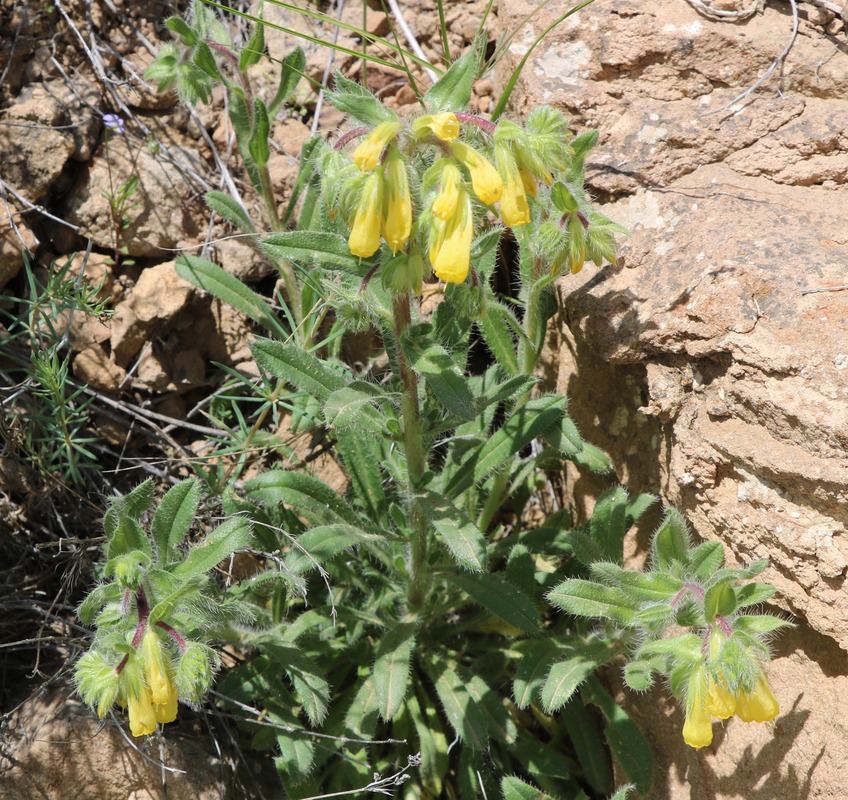 Изображение особи Onosma caucasica.