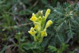 genus Scutellaria