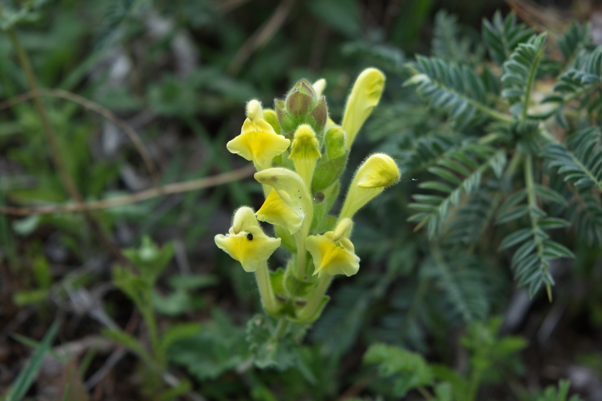 Image of genus Scutellaria specimen.