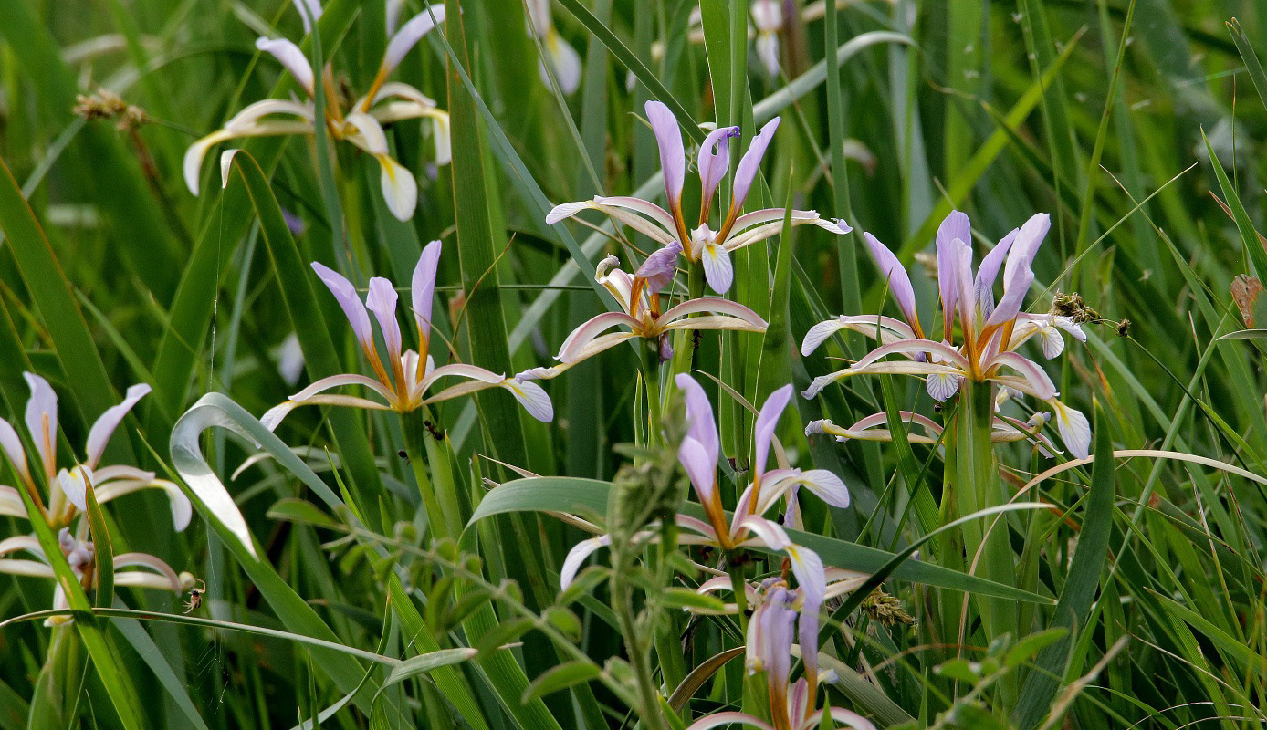 Изображение особи Iris sogdiana.