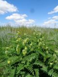 Astragalus alopecurus