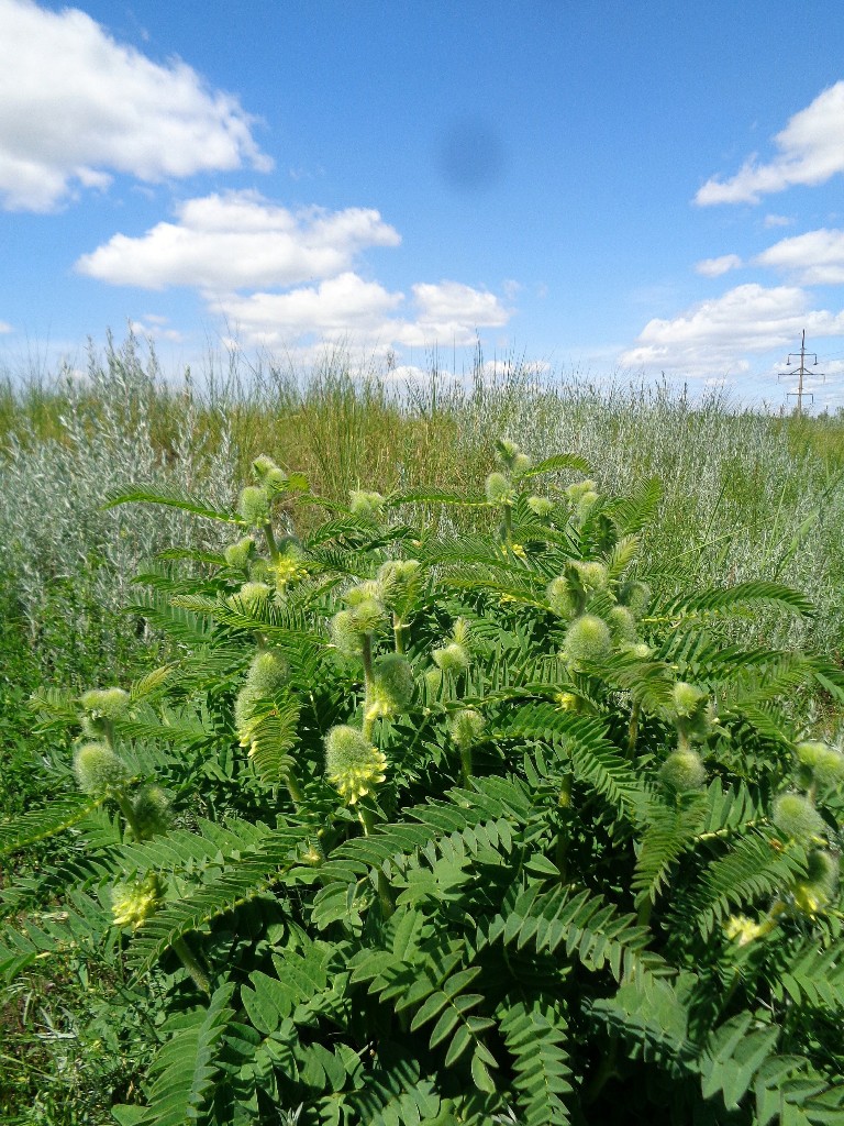 Image of Astragalus alopecurus specimen.