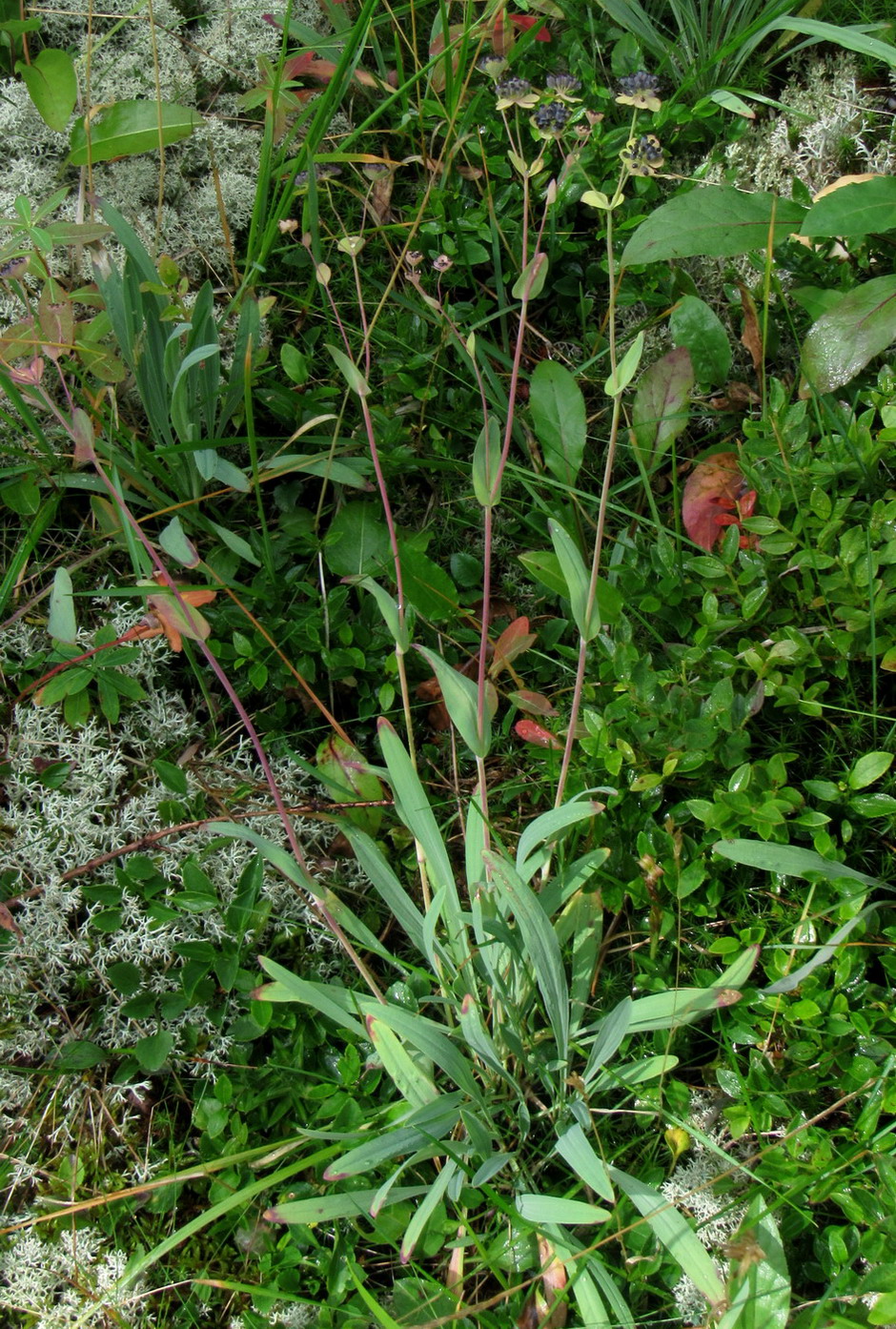 Image of Bupleurum tuschkanczik specimen.