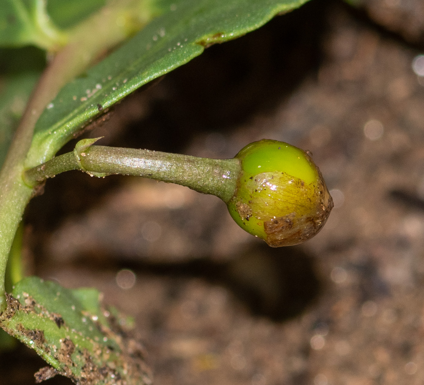 Image of Talinum caffrum specimen.