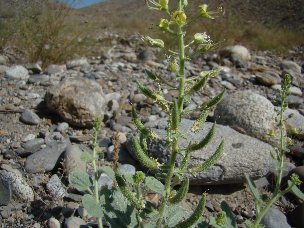 Image of Cleome fimbriata specimen.