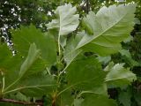 genus Crataegus