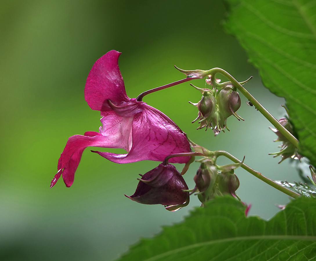 Image of Impatiens glandulifera specimen.