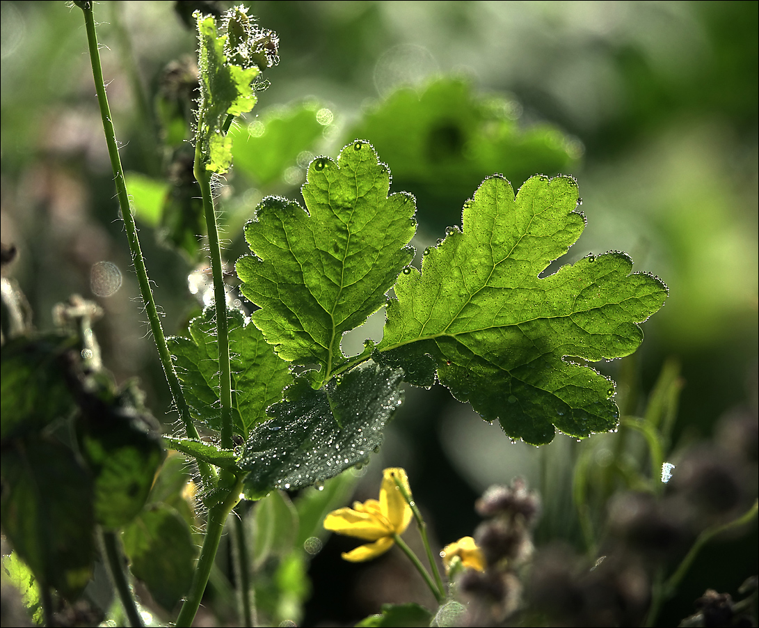 Image of Chelidonium majus specimen.