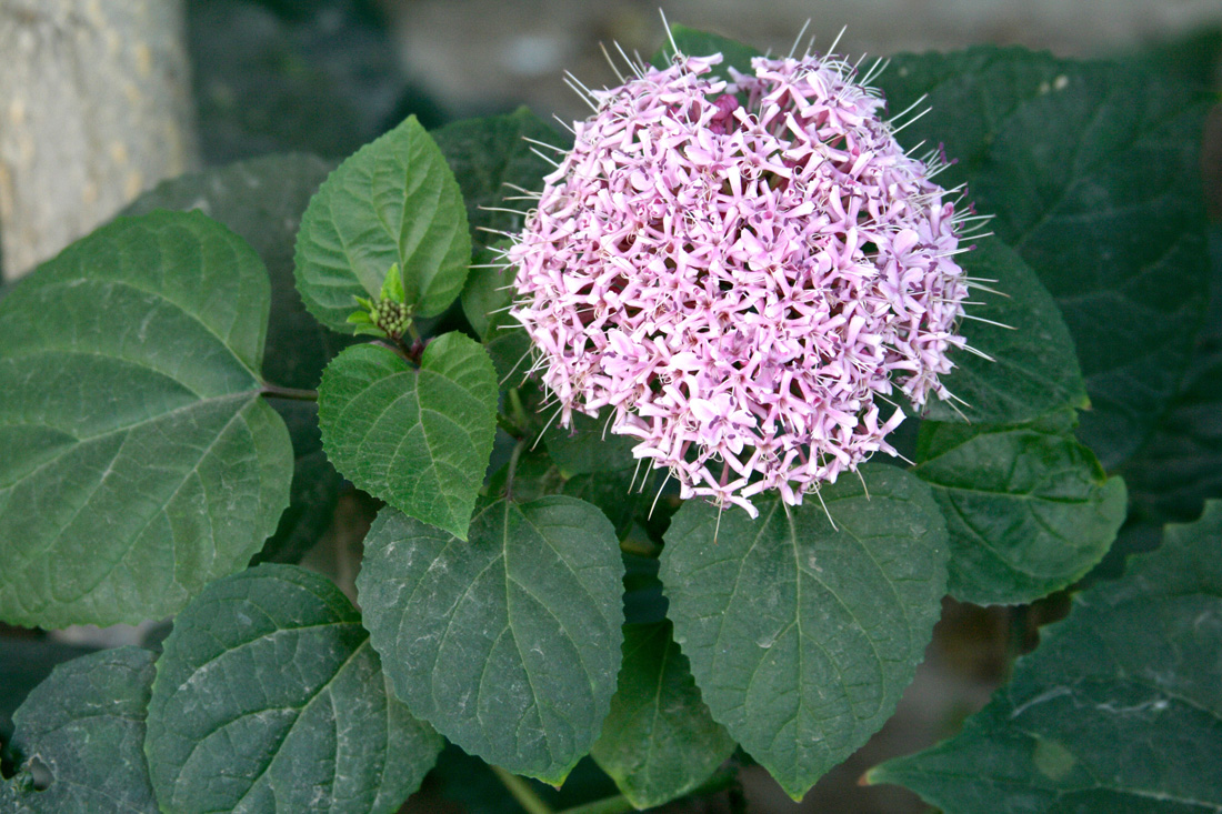 Изображение особи Clerodendrum bungei.