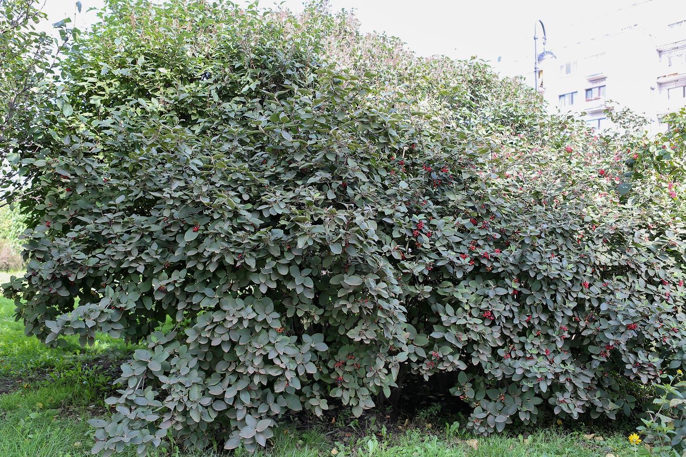 Image of Viburnum lantana specimen.