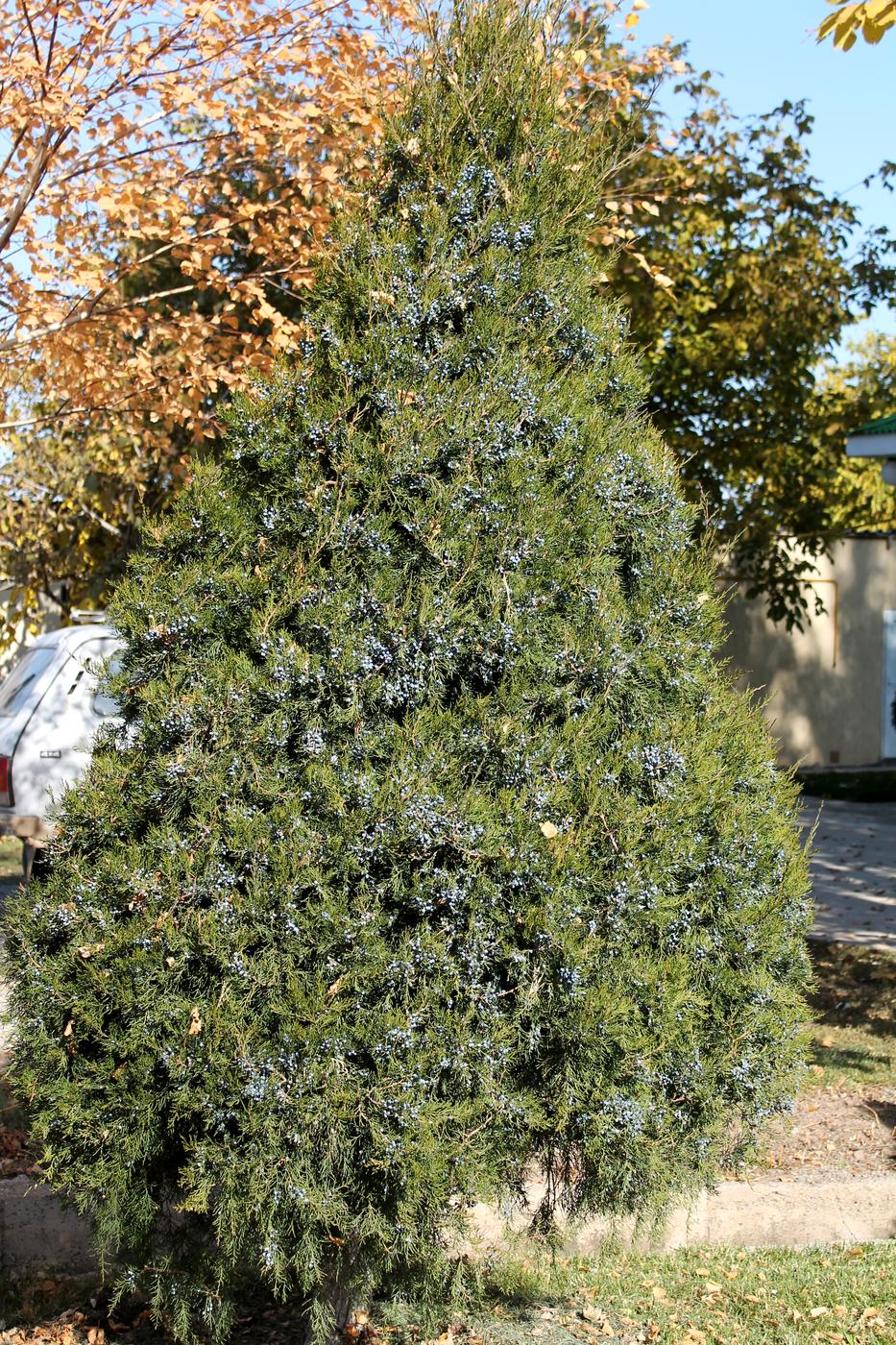 Изображение особи Juniperus virginiana.