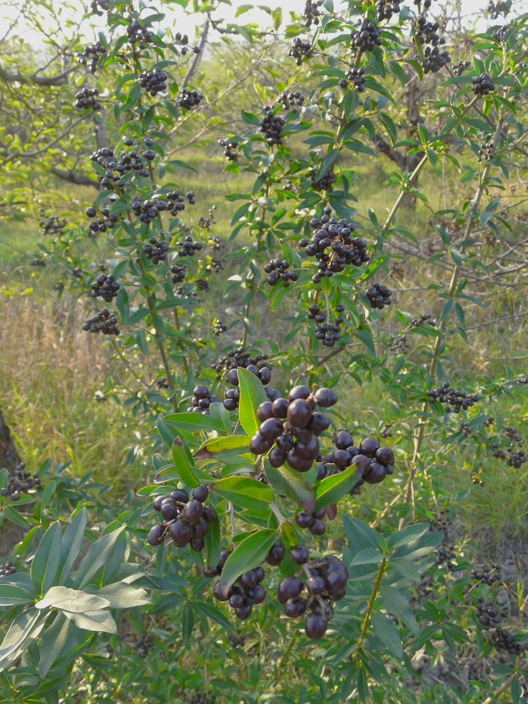 Image of Ligustrum vulgare specimen.