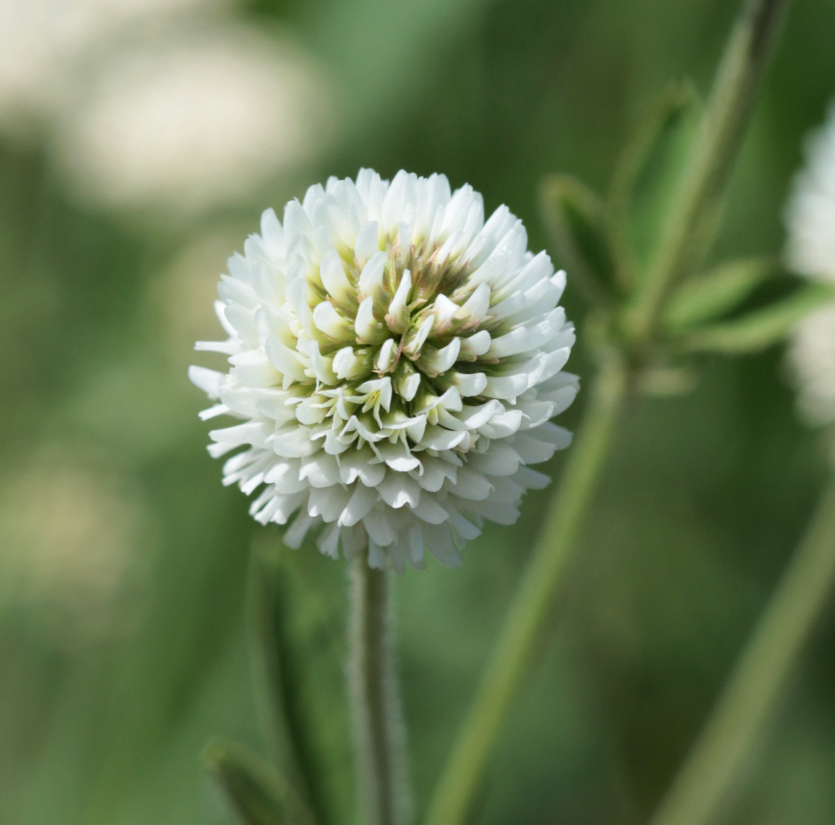 Изображение особи Trifolium montanum.