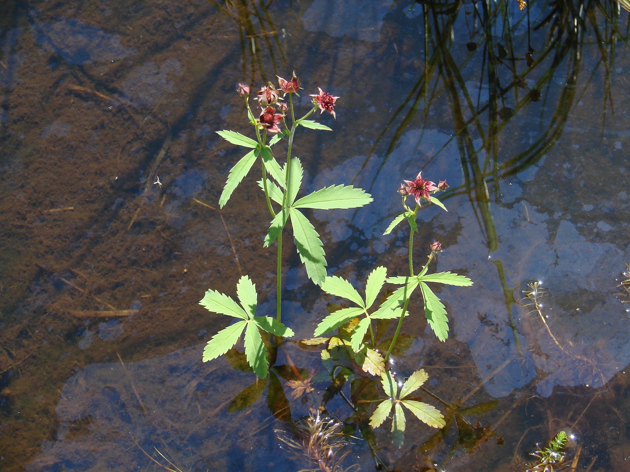 Image of Comarum palustre specimen.