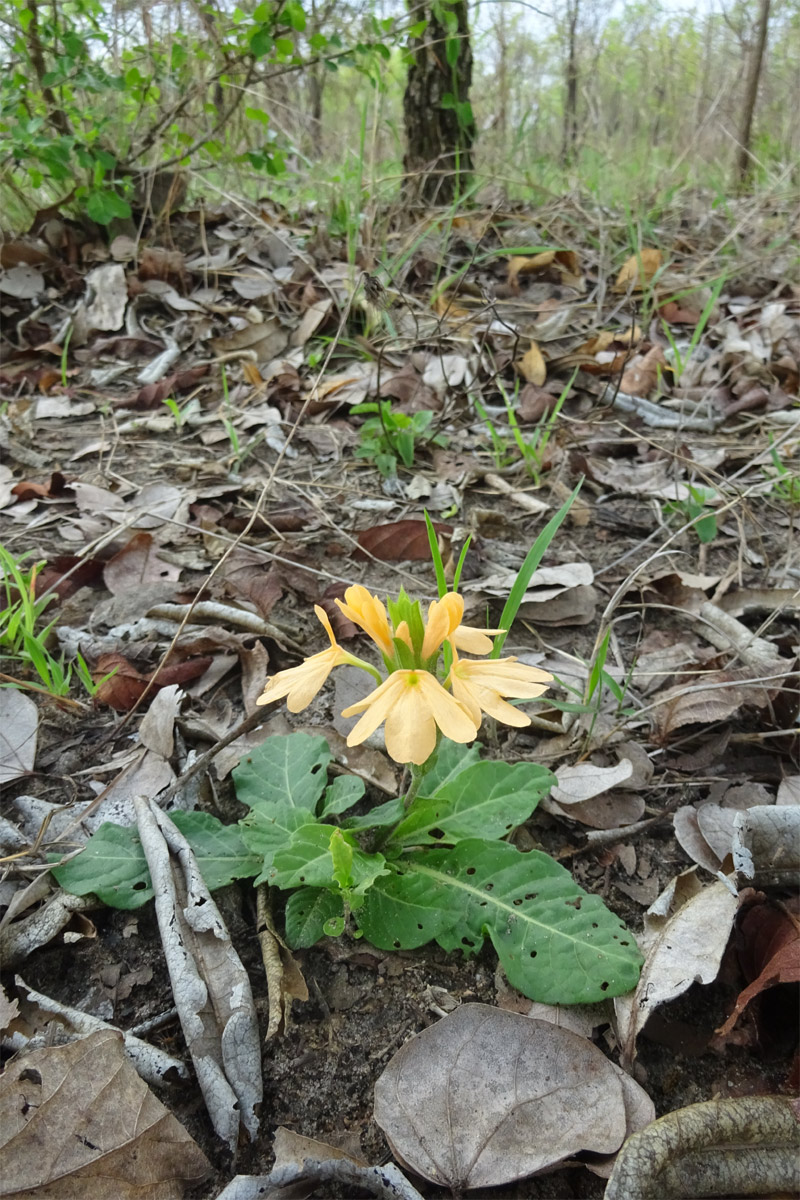 Изображение особи Crossandra subacaulis.