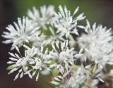 Thalictrum tuberiferum. Цветки. Приморский край, Ольгинский р-н, 5 км Ю-В с. Милоградово, окр. бух. Красная Скала. 12.08.2009.