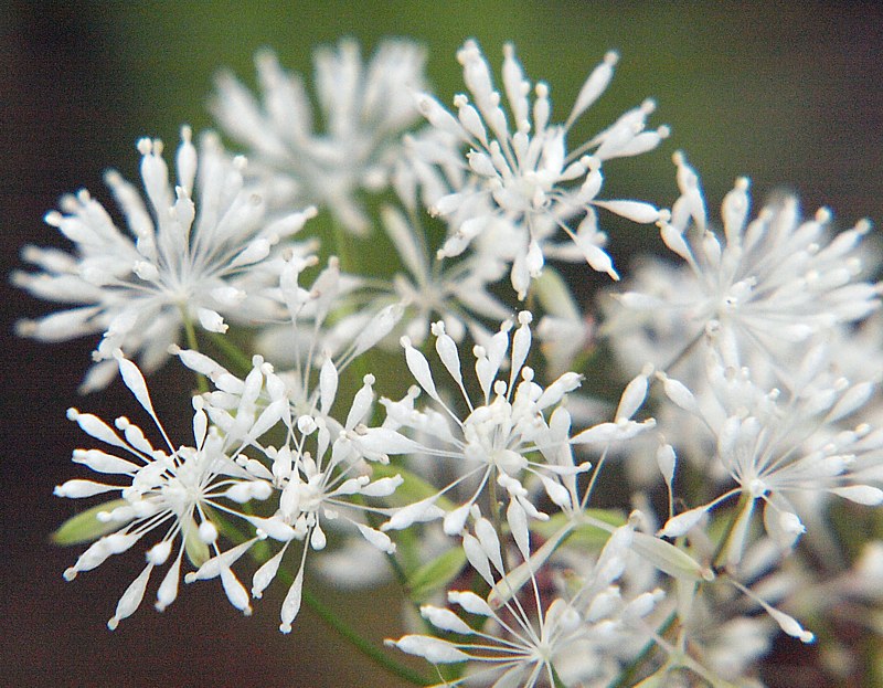 Изображение особи Thalictrum tuberiferum.