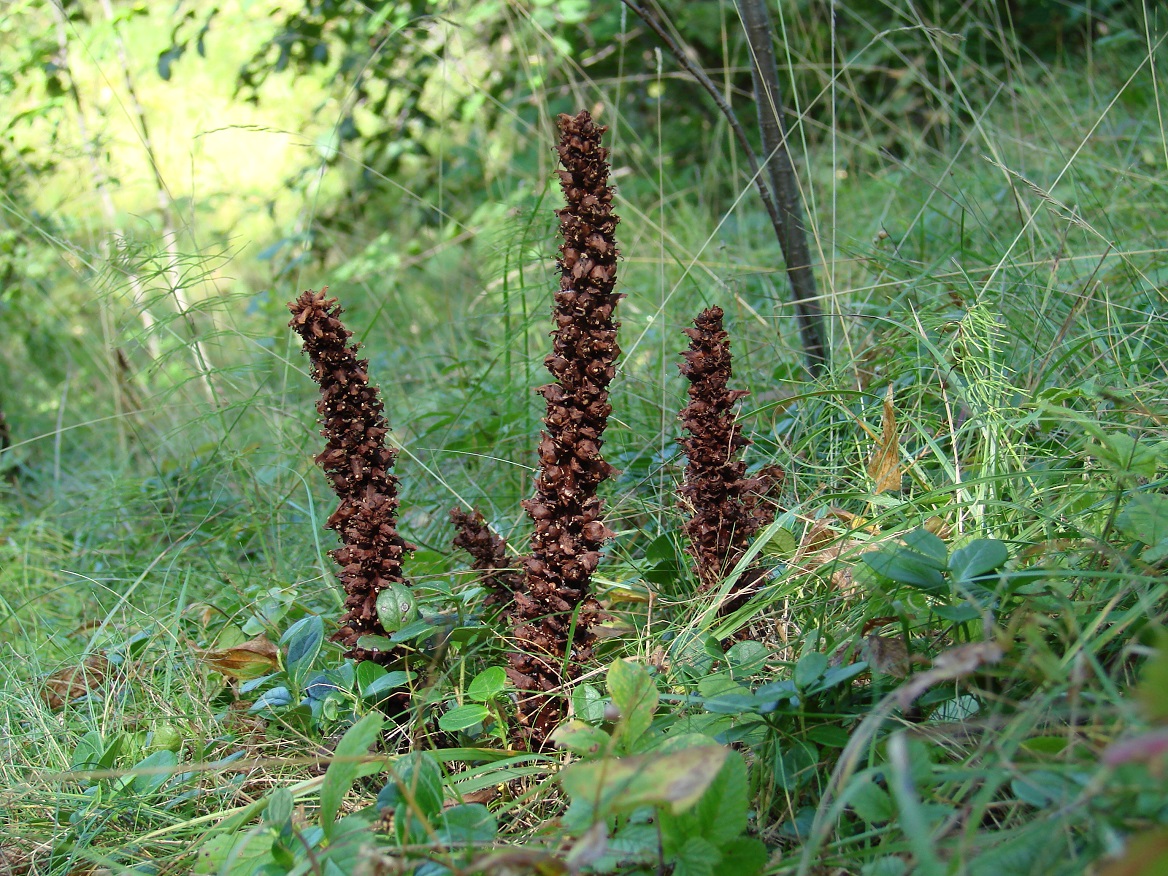 Image of Boschniakia rossica specimen.