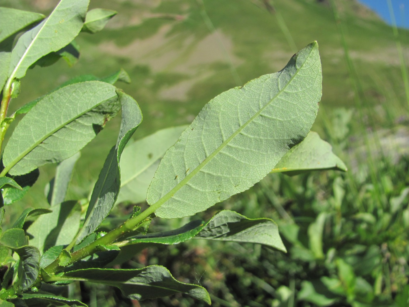 Изображение особи Salix caucasica.