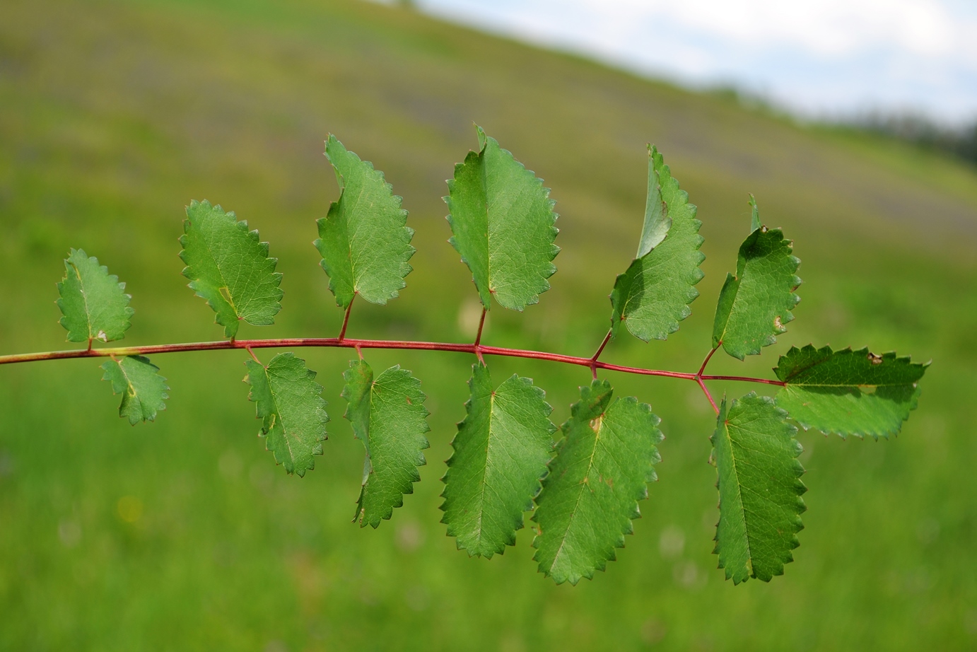 Image of Sanguisorba officinalis specimen.