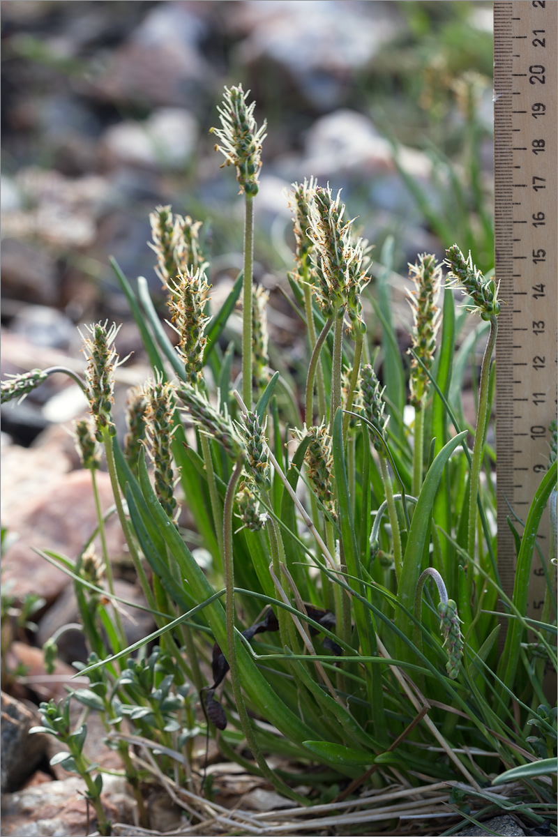 Изображение особи Plantago maritima.