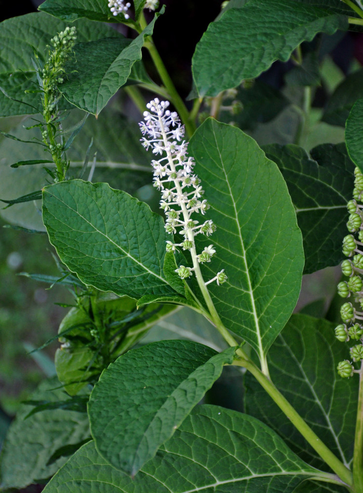 Изображение особи Phytolacca acinosa.