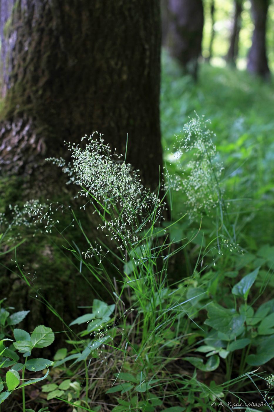Image of Poa nemoralis specimen.