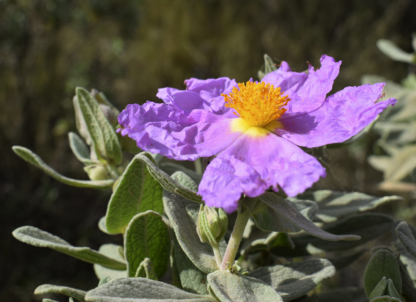 Image of Cistus albidus specimen.