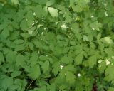 genus Thalictrum. Листья. Тверская обл., г. Тверь, Заволжский р-н, ботанический сад ТвГУ, в культуре. 1 июня 2019 г.