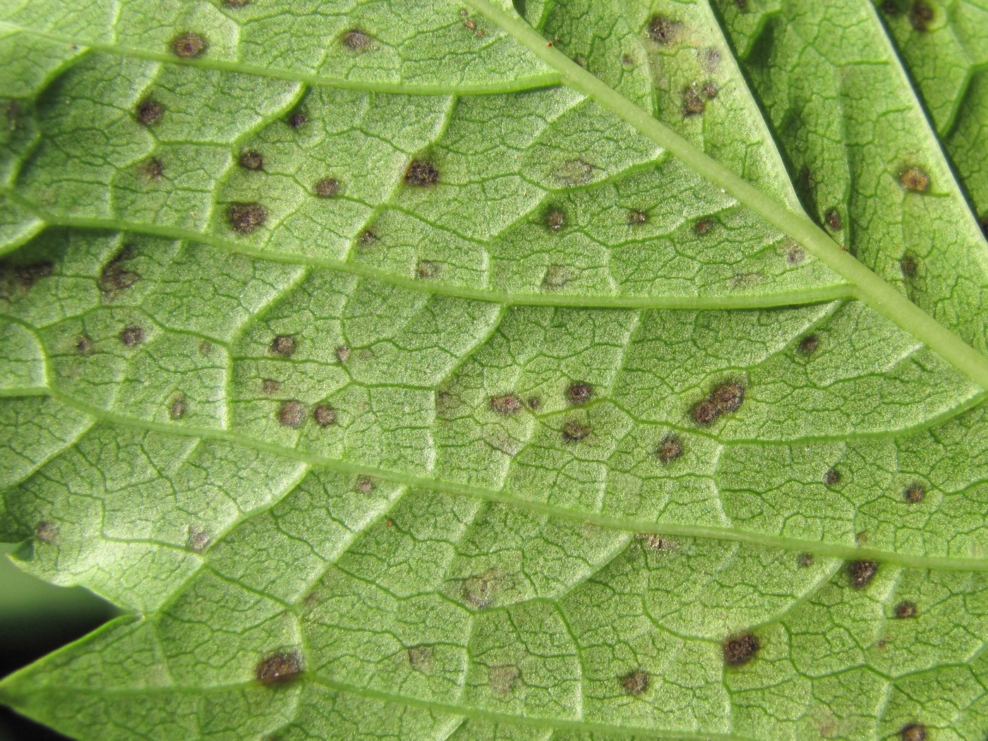 Image of Parthenocissus quinquefolia specimen.