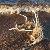 Phragmites australis. Корневища, вымытые волнами из субстрата. Ленинградская обл., окр. пос. Большая Ижора, берег Финского залива. 17.04.2021.