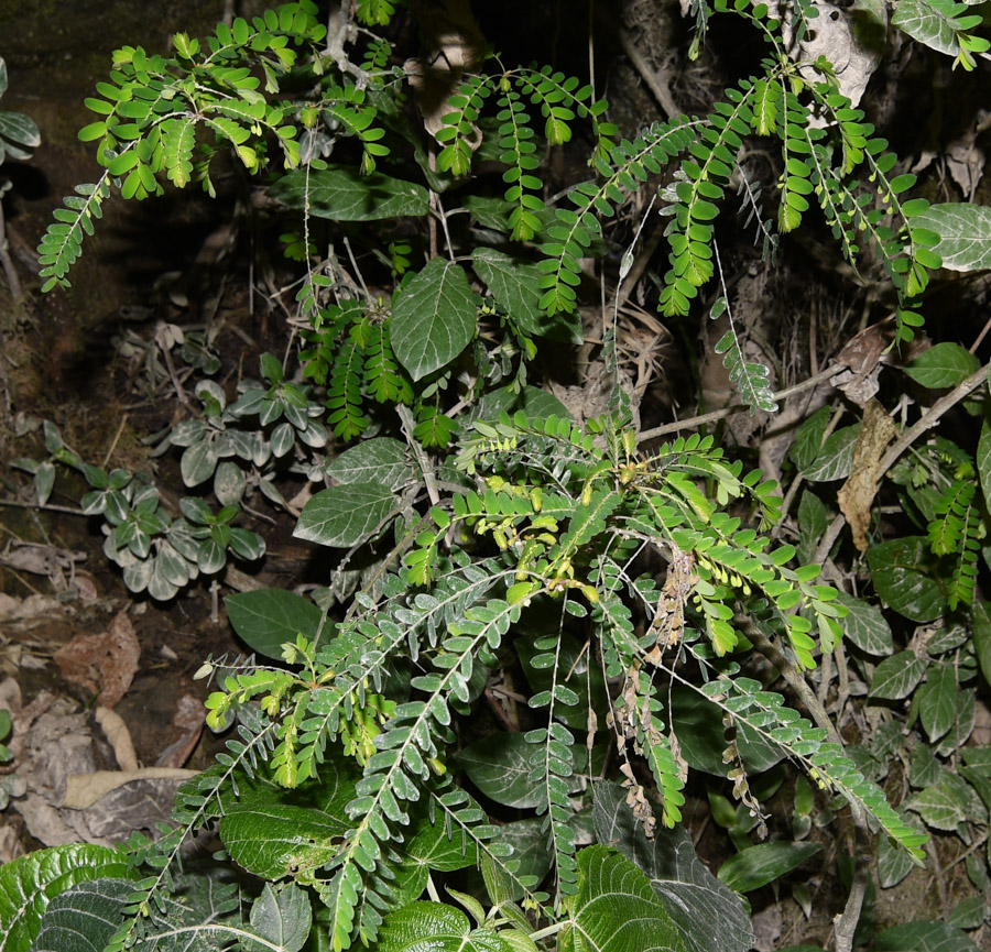 Изображение особи Phyllanthus niruri.