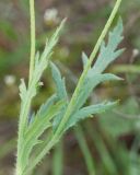 Papaver laevigatum. Части побегов с листьями. Крым, городской округ Феодосия, окр. пос. Орджоникидзе, северный склон горы Батон, остепнённый луг. 02.05.2021.