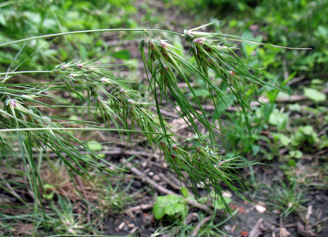 Изображение особи Poa bulbosa ssp. vivipara.