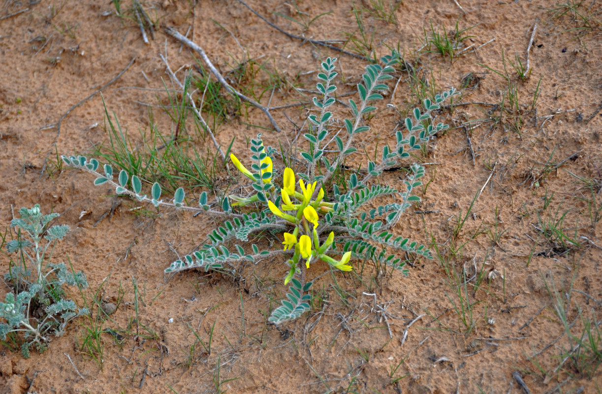 Image of Astragalus longipetalus specimen.