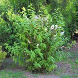 Deutzia scabra variety candidissima. Цветущее растение. Ростовская обл., г. Таганрог, в озеленении. 29.06.2021.