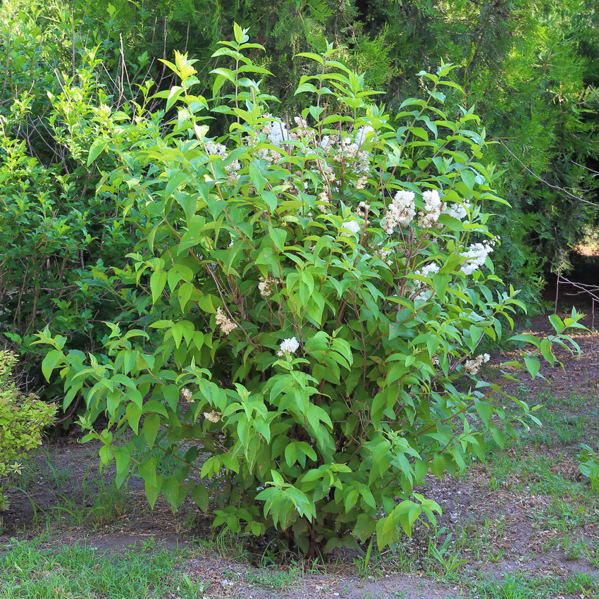 Изображение особи Deutzia scabra var. candidissima.