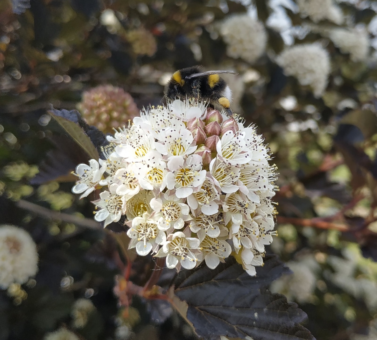 Image of Physocarpus opulifolius specimen.