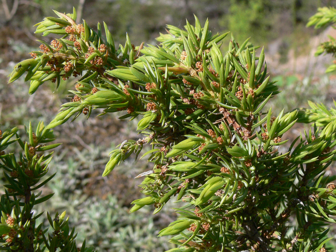 Image of Juniperus communis specimen.